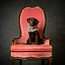 dog, puppy, labrador, brown_dog, pink_chair, vintage_furniture, ruffled_collar, portrait, studio_lighting, elegant, antique_chair, sitting, indoor, pet, cute, furniture, classic_style, dark_background, animal, canine