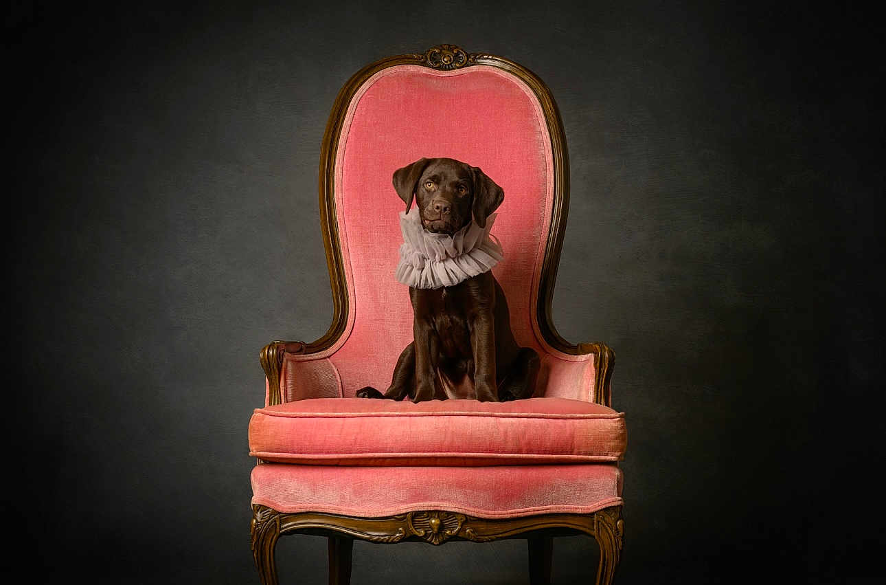 Layla is registered to the contest to win money with this photo: dog, puppy, labrador, brown_dog, pink_chair, vintage_furniture, ruffled_collar, portrait, studio_lighting, elegant, antique_chair, sitting, indoor, pet, cute, furniture, classic_style, dark_background, animal, canine