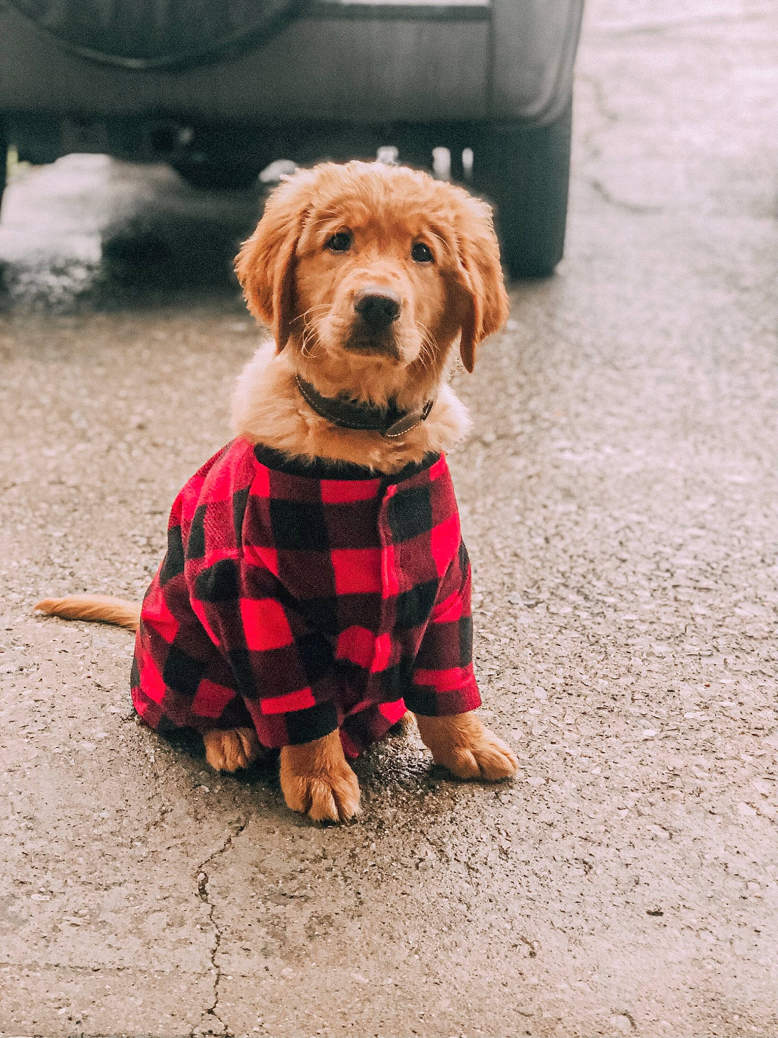 Oakley joined the competition — help win amazing prizes! canidae, carnivore, collar, companion_dog, dog, dog_breed, dog_clothes, dog_supply, fur, leash, liver, pet_supply, plaid, shadow, snout, sporting_group, tartan, vertebrate, working_animal
