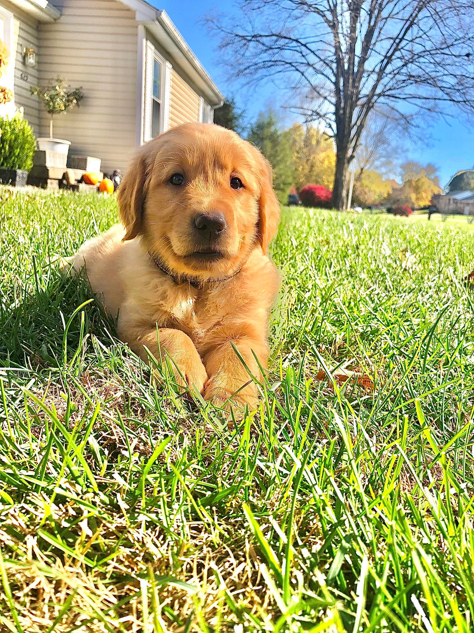 Oakley joined the competition — help win amazing prizes! canidae, carnivore, companion_dog, cottage, dog, dog_breed, fawn, grass, gun_dog, home, lawn, liver, mammal, retriever, snout, sporting_group, whiskers, working_animal, working_dog, yard