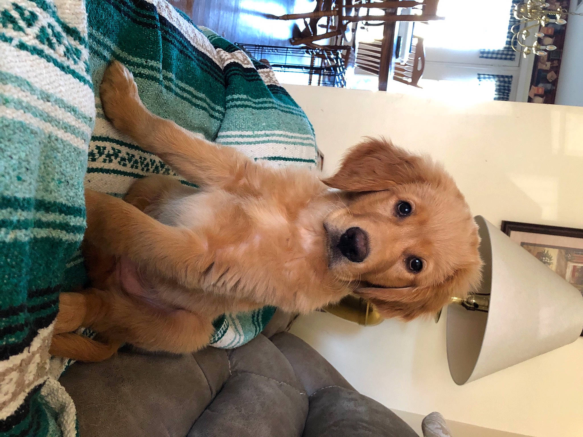 Oakley is registered to the contest to win money with this photo: canidae, carnivore, collar, comfort, companion_dog, couch, dog, dog_breed, fur, kitchen_utensil, knitting, pet_supply, snout, sporting_group, sweater, tan, whiskers, wool, woolen, working_animal