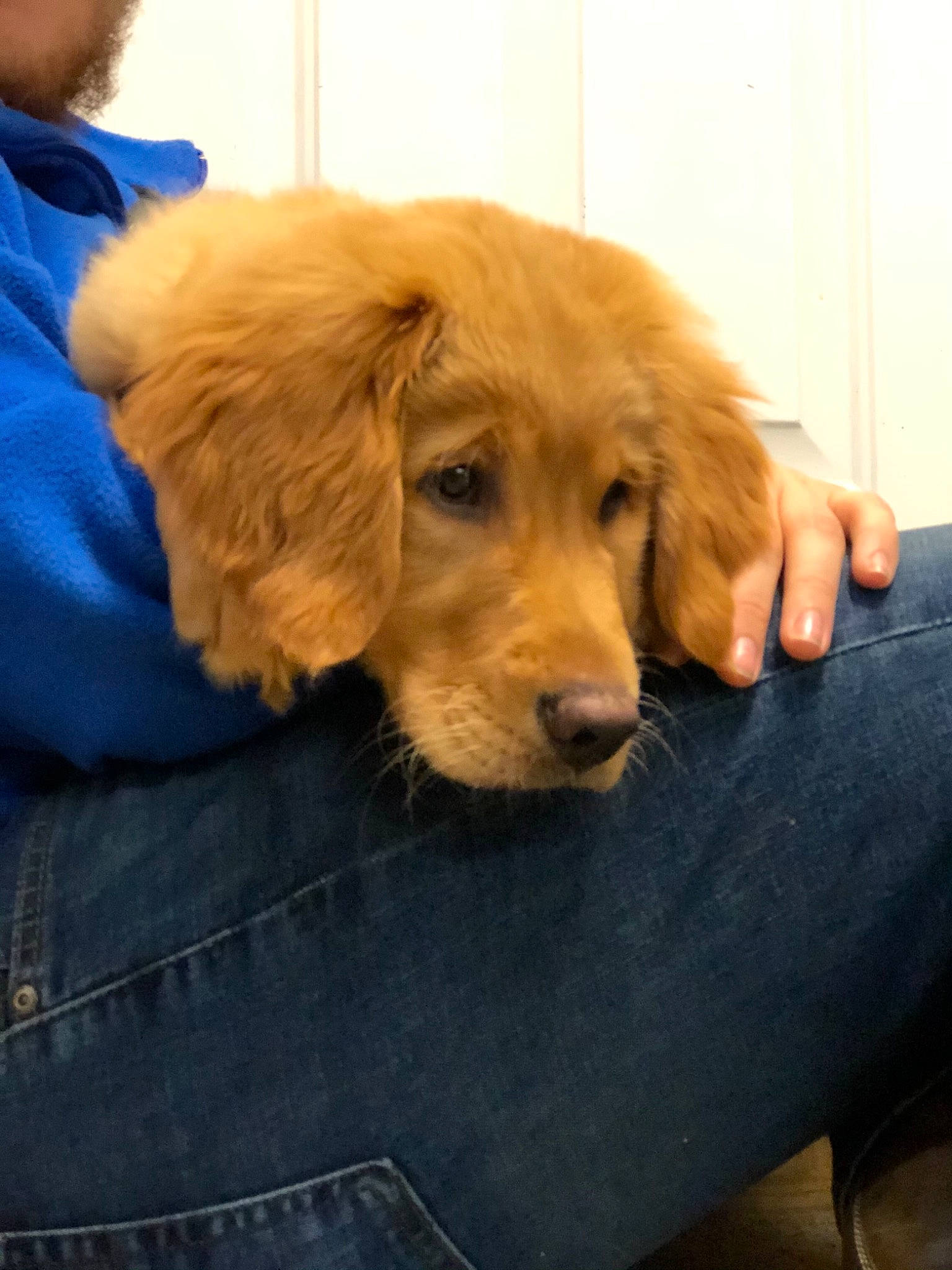 Oakley joined the competition — help win amazing prizes! brown, canidae, carnivore, comfort, companion_dog, denim, dog, dog_breed, fawn, fur, gun_dog, liver, pocket, retriever, skin, snout, sporting_group, tan, working_animal, working_dog