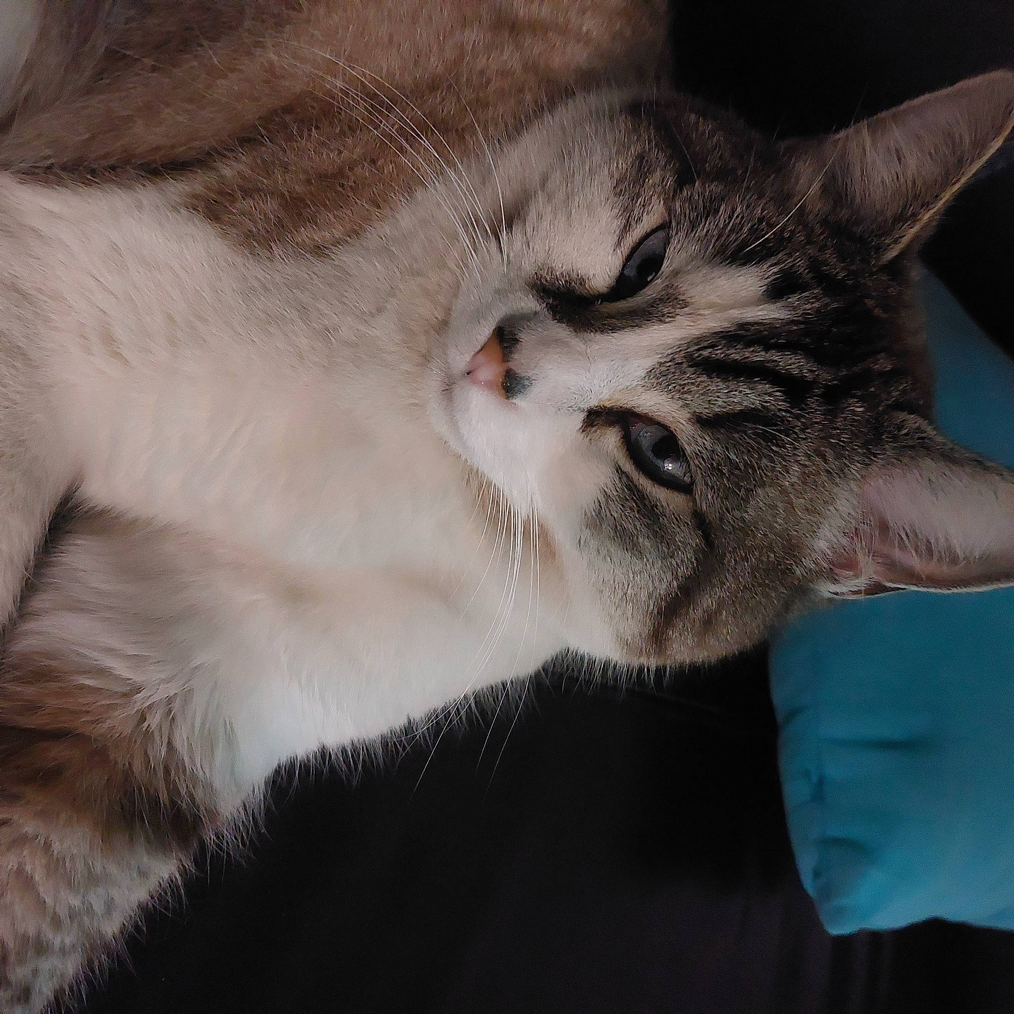 Prince participe au concours pour gagner de l'argent avec cette photo : carnivore, cat, claw, comfort, domestic_short_haired_cat, felidae, fur, nap, paw, sleep, small_to_medium_sized_cats, snout, tail, tree, whiskers