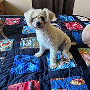 Rayne joined the competition — help win amazing prizes! dog, bed, quilt, patchwork, curtain, indoor, furniture, white_dog, curly_fur, pet, animal, canine, resting, colorful, fabric, room, cozy, domestic, companion, cute