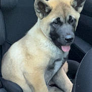 Kira a rejoint le concours — aidez-le/la à gagner de superbes lots ! puppy, dog, car_seat, tan_fur, black_face, tongue_out, pet, animal, indoor, seat, cute, young_dog, ears_up, looking_away, sitting, car_interior, seatbelt, front_seat, cozy, adorable