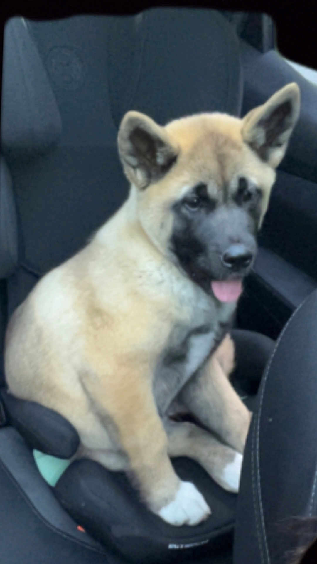 Kira a rejoint le concours — aidez-le/la à gagner de superbes lots ! puppy, dog, car_seat, tan_fur, black_face, tongue_out, pet, animal, indoor, seat, cute, young_dog, ears_up, looking_away, sitting, car_interior, seatbelt, front_seat, cozy, adorable
