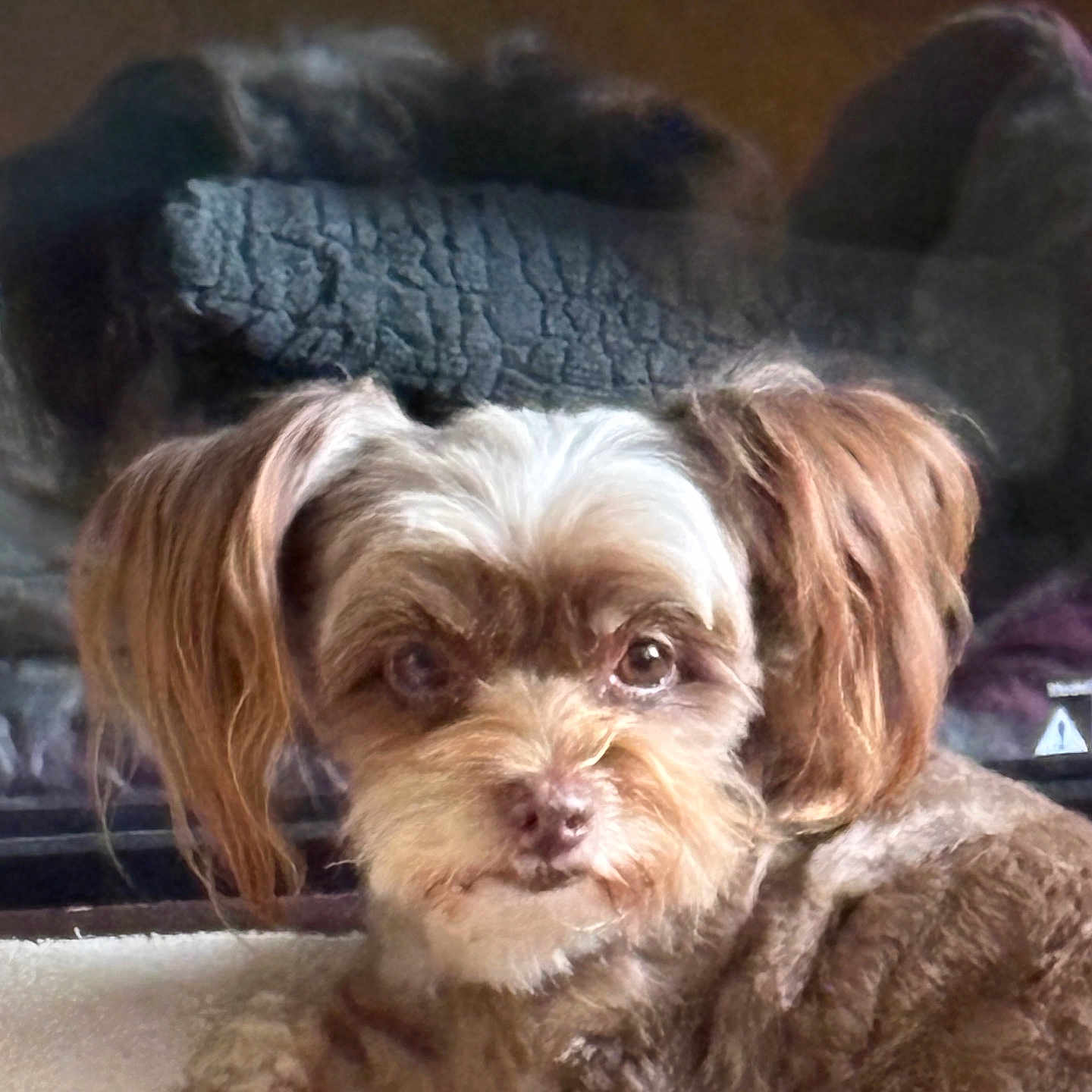 Coco