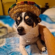 Tiney joined the competition — help win amazing prizes! animal, basket, beagle, blanket, canine, cap, chihuahua, clothing, dog, face, furniture, hat, head, hound, person, pet, photography, portrait, puppy, sombrero