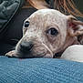 dog, puppy, close_up, nose, eyes, ear, jeans, lap, resting, cuddly, speckled, fur, portrait, indoors, pet, whiskers, cute, sleepy, mammal, companion