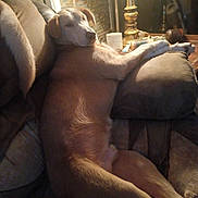 Barron joined the competition — help win amazing prizes! animal, architecture, armchair, building, canine, chair, couch, cushion, dog, furniture, homedecor, hound, indoors, interiordesign, lamp, livingroom, pet, puppy, room, tablelamp