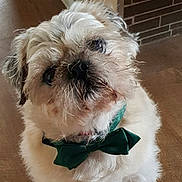 Filou participe au concours pour gagner de l'argent avec cette photo : dog, pet, bow_tie, fluffy, small_dog, indoor, wooden_floor, brick_wall, portrait, cute, animal, fur, looking_up, companion, domestic_animal, house, pet_accessory, adorable, mammal, friendly