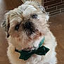 adorable, animal, bow_tie, brick_wall, companion, cute, dog, domestic_animal, fluffy, friendly, fur, house, indoor, looking_up, mammal, pet, pet_accessory, portrait, small_dog, wooden_floor