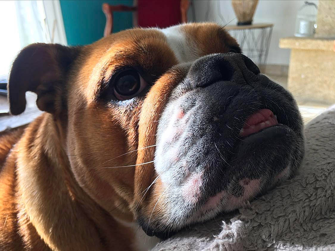 Baboune a rejoint le concours — aidez-le/la à gagner de superbes lots ! boxer, canidae, carnivore, collar, companion_dog, dog, dog_breed, dog_collar, dog_supply, ear, fawn, houseplant, liver, molosser, pet_supply, snout, sporting_group, whiskers, working_animal, working_dog