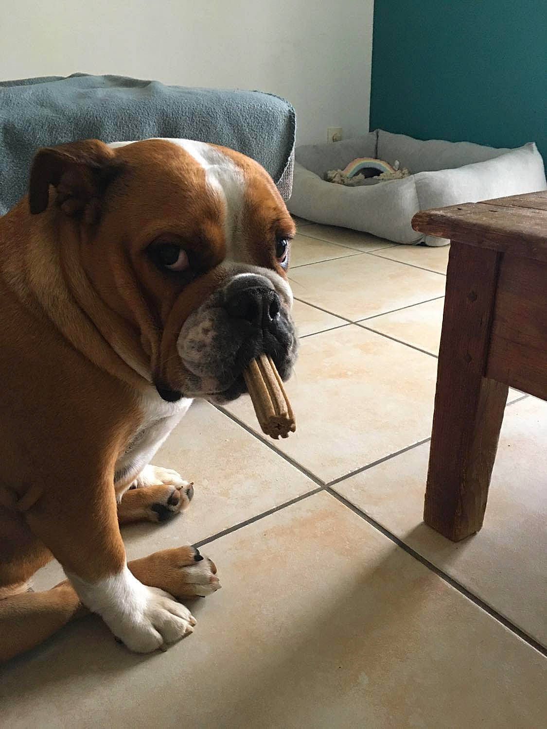 Baboune a rejoint le concours — aidez-le/la à gagner de superbes lots ! bulldog, canidae, carnivore, comfort, companion_dog, dog, dog_breed, fawn, floor, flooring, hardwood, molosser, snout, sporting_group, toy_dog, whiskers, window, wood, working_animal, wrinkle