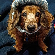 Flame joined the competition — help win amazing prizes! dog, pet, animal, portrait, brown_fur, knit_hat, knit_collar, cozy, cute, indoors, blanket, fur, ears, face, looking_up, nostrils, whiskers, small_dog, long_hair, sitting