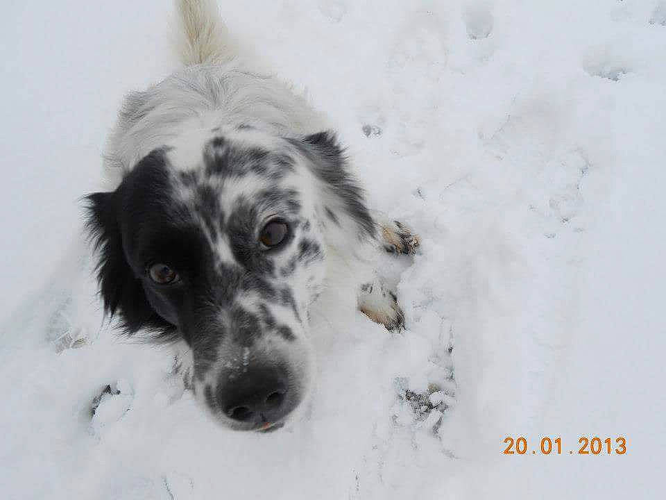 Coca participe au concours pour gagner de l'argent avec cette photo : canidae, carnivore, dog, dog_breed, english_setter, large_munsterlander, mammal, rare_breed_dog, retriever, setter, snout, snow, sporting_group, stabyhoun