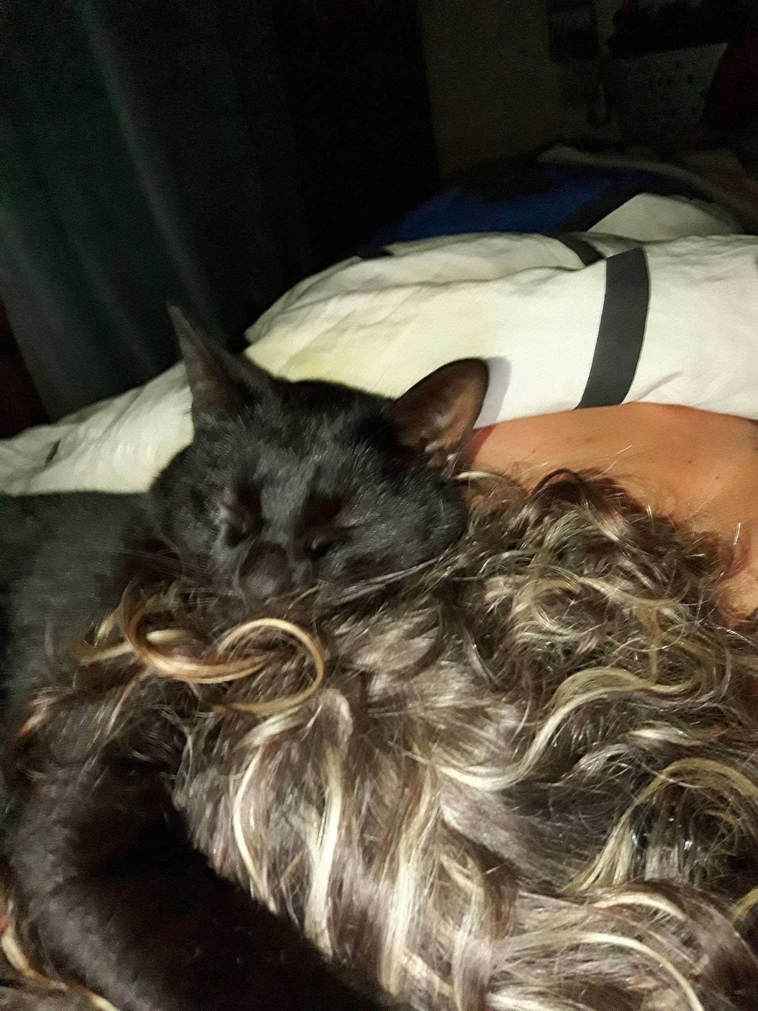 Buster participe au concours pour gagner de l'argent avec cette photo : australian_silky_terrier, cairn_terrier, canidae, carnivore, cat, dog, dog_breed, ear, fur, long_hair, miniature_schnauzer, nap, puppy, schnauzer, snout, sporting_group, terrier, toy_dog, whiskers, yorkshire_terrier