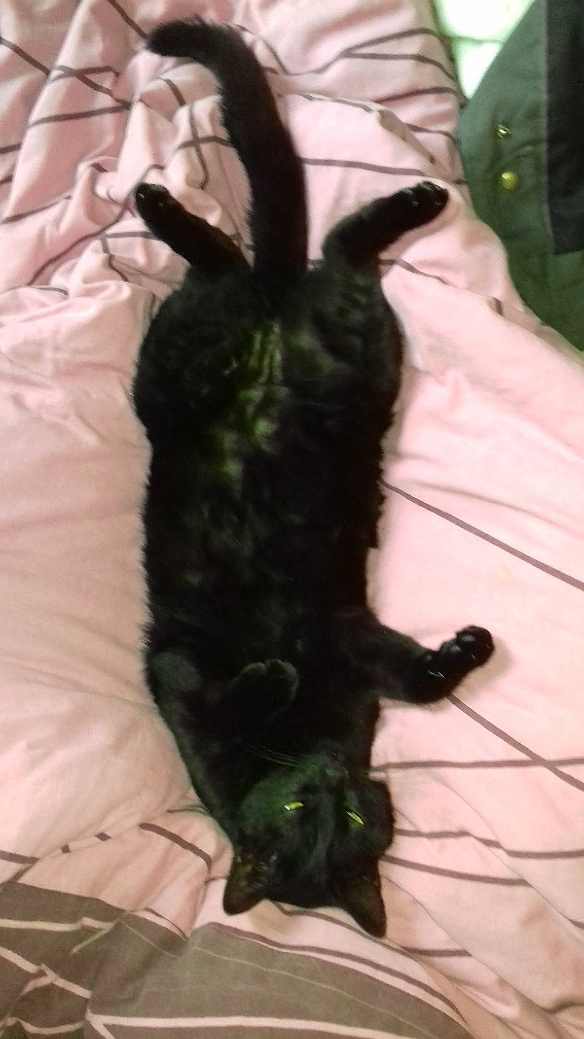 Buster participe au concours pour gagner de l'argent avec cette photo : black_cat, canidae, carnivore, cat, claw, dog, dog_breed, flat_coated_retriever, scottish_terrier, sporting_group, tail