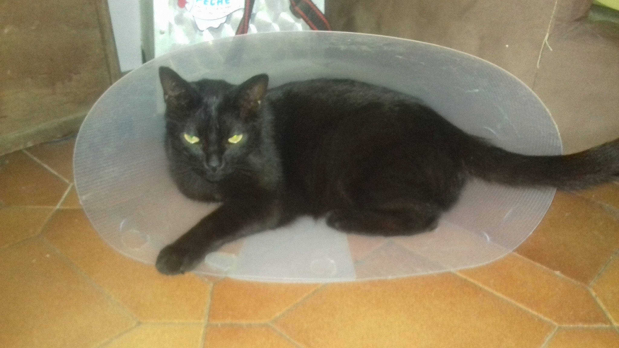 Buster participe au concours pour gagner de l'argent avec cette photo : asian, black_cat, bombay, burmese, carnivore, cat, domestic_short_haired_cat, european_shorthair, felidae, havana_brown, kitten, korat, mammal, small_to_medium_sized_cats, tail, vertebrate, whiskers