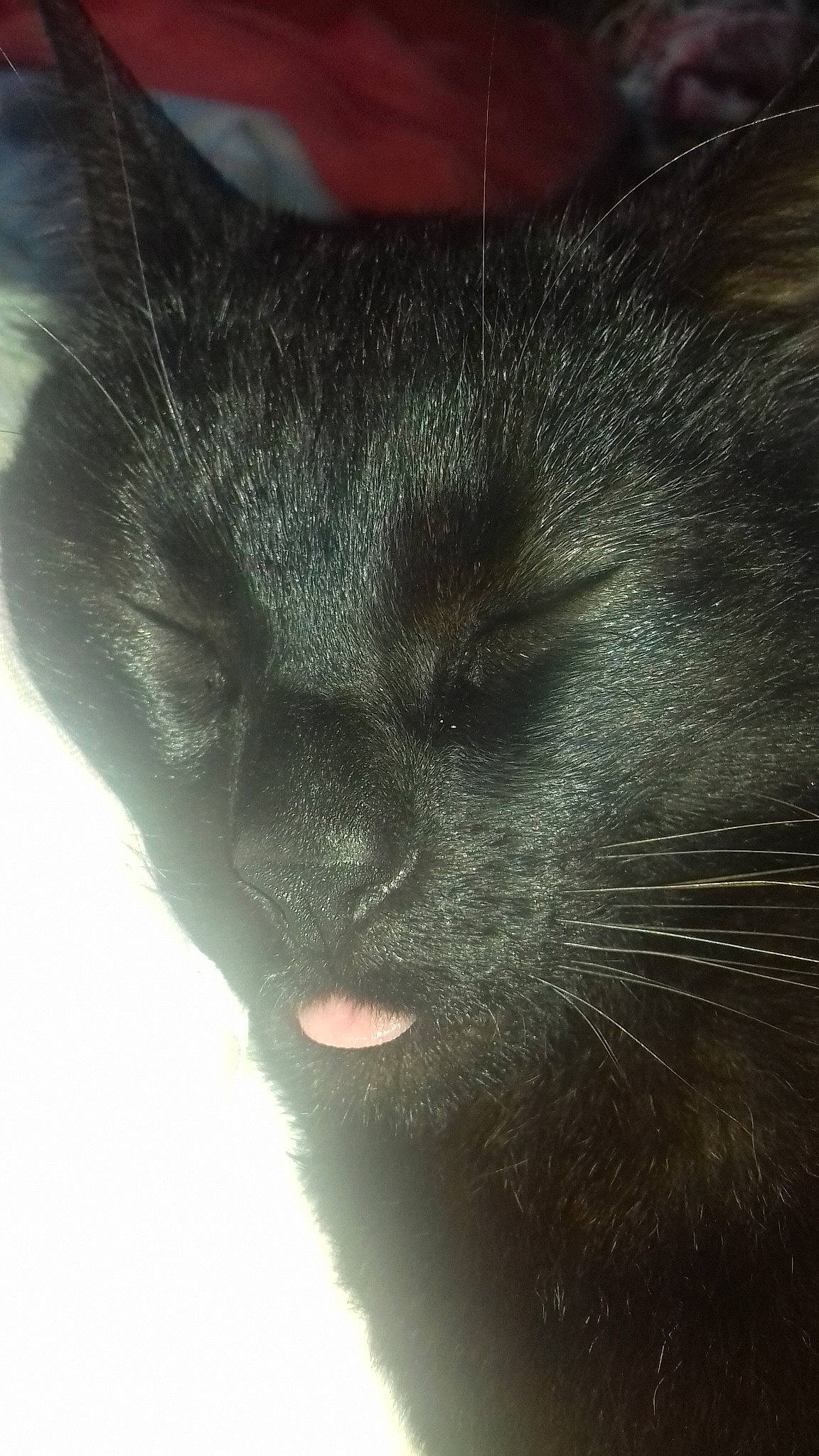 Buster participe au concours pour gagner de l'argent avec cette photo : black, black_cat, carnivore, cat, close_up, felidae, fur, nose, small_to_medium_sized_cats, snout, whiskers