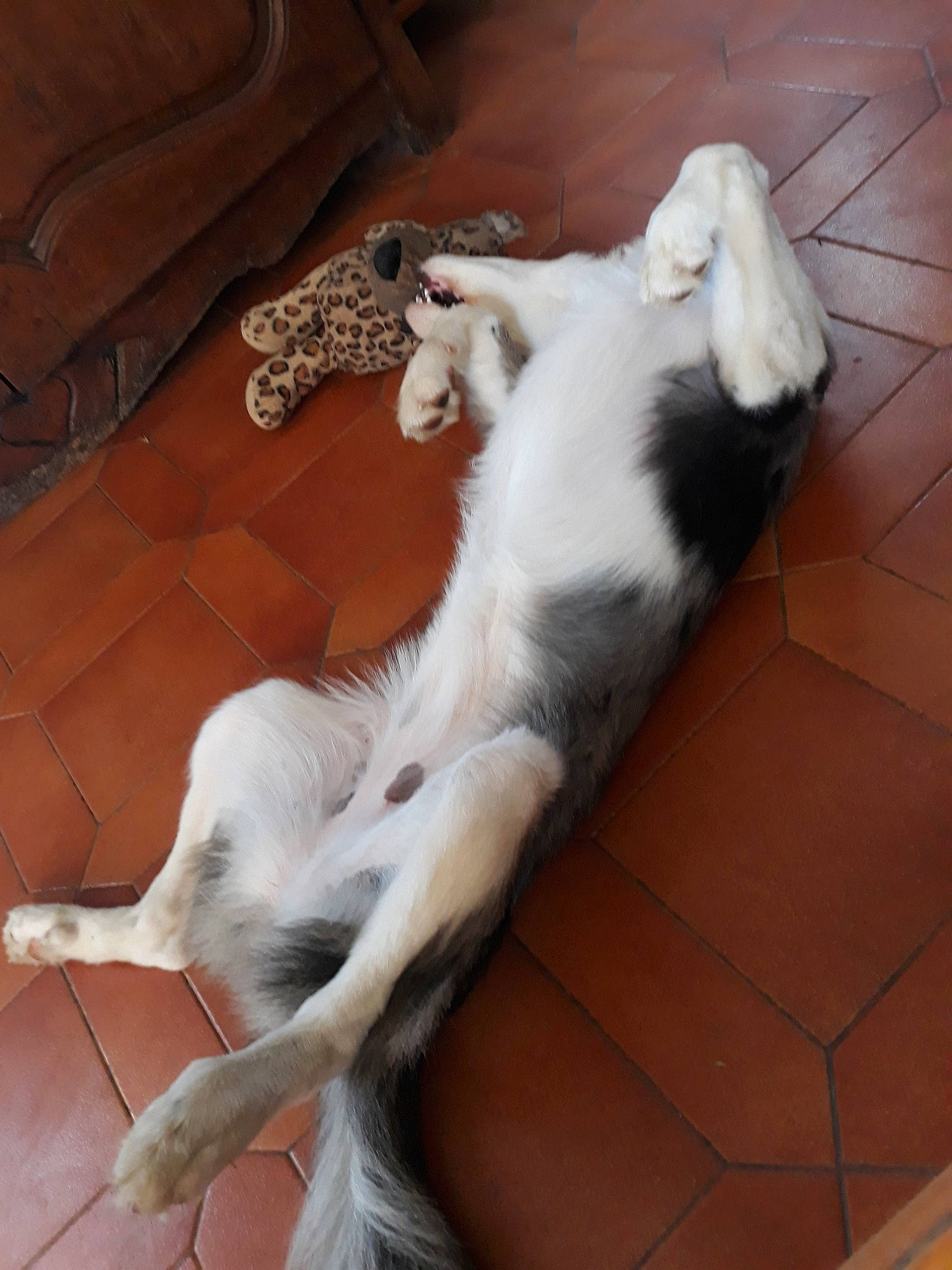 Junky participe au concours pour gagner de l'argent avec cette photo : canidae, carnivore, companion_dog, dog, dog_breed, mammal, saluki, setter, silken_windhound, sporting_group, tail