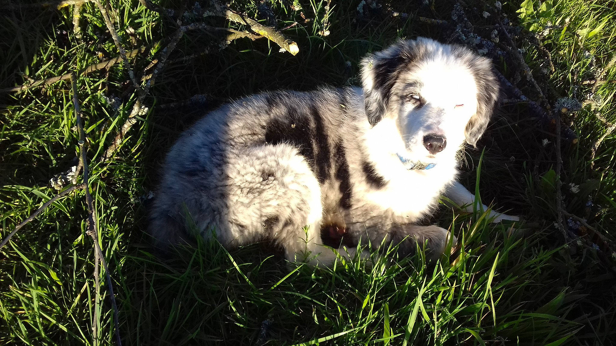 Junky a rejoint le concours — aidez-le/la à gagner de superbes lots ! australian_shepherd, border_collie, canidae, carnivore, companion_dog, dog, dog_breed, english_shepherd, grass, herding_dog, mammal, miniature_australian_shepherd, plant, puppy, tornjak, vertebrate