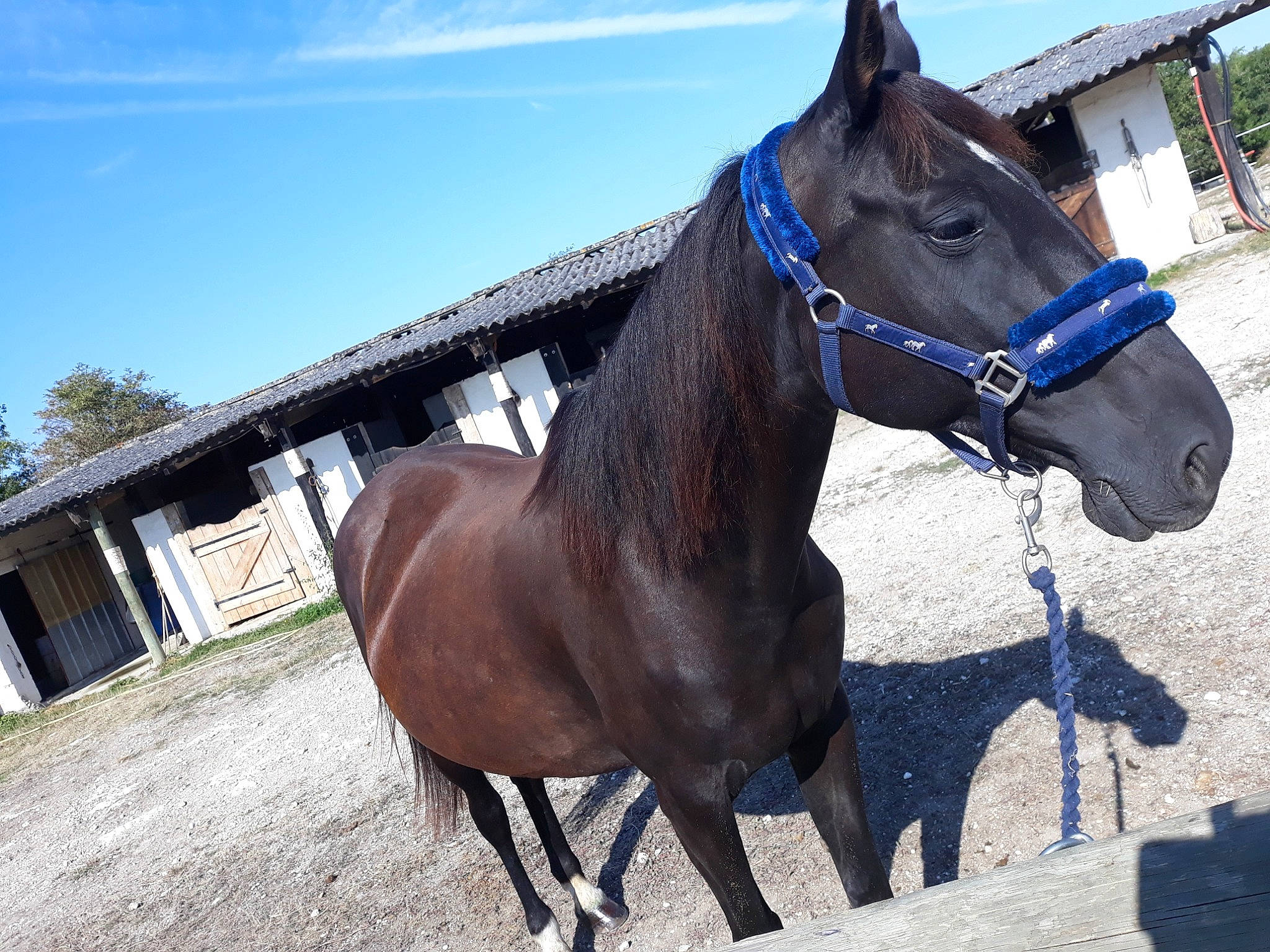 Ma Bonne Fée a rejoint le concours — aidez-le/la à gagner de superbes lots ! bit, bridle, halter, horse, horse_harness, horse_supplies, horse_tack, liver, mammal, mane, mare, mustang_horse, pack_animal, rein, snout, sorrel, stallion, vertebrate