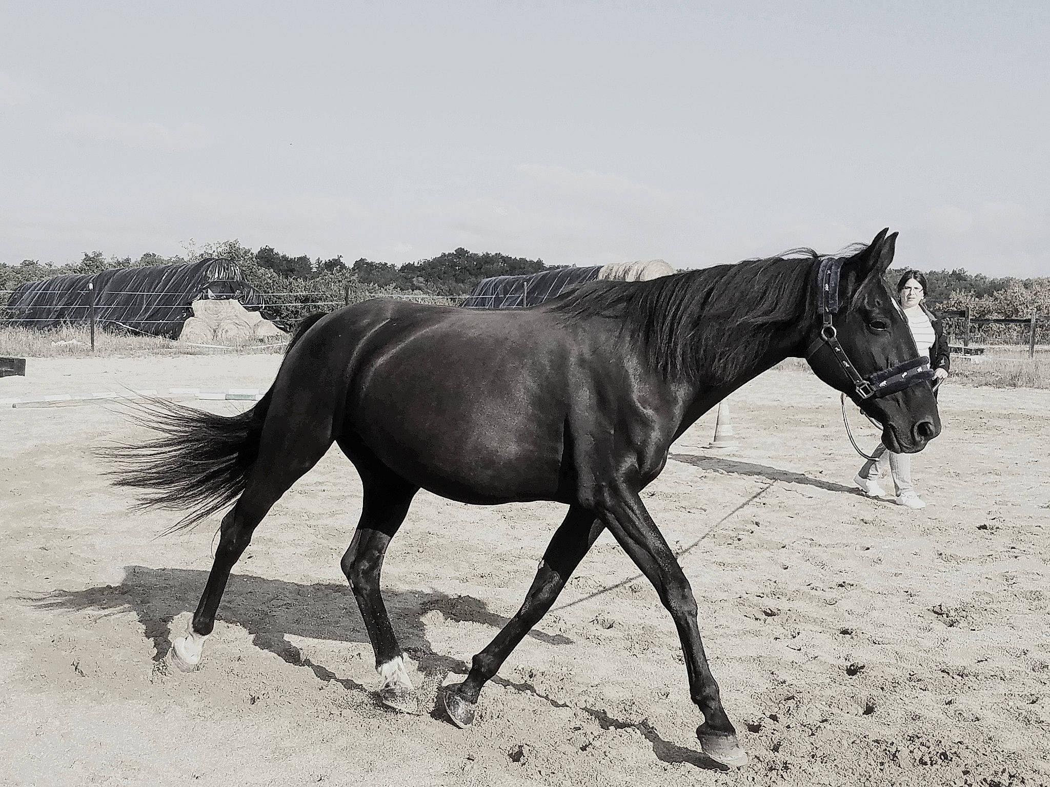 Ma Bonne Fée participe au concours pour gagner de l'argent avec cette photo : black_and_white, horse, livestock, mammal, mane, mare, monochrome_photography, mustang_horse, pack_animal, person, photography, rein, stallion, stock_photography, vertebrate, wildlife