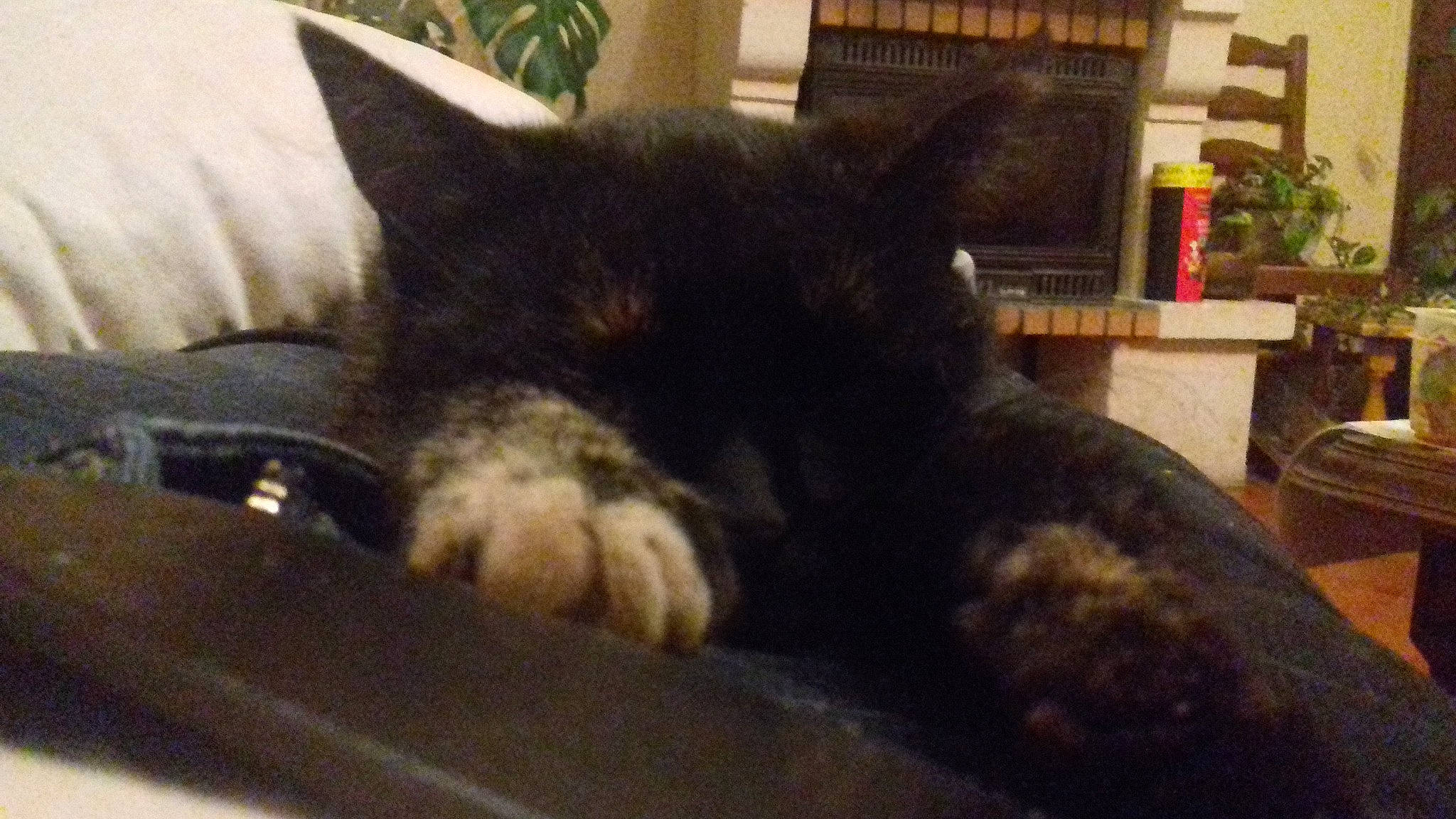 Sioue participe au concours pour gagner de l'argent avec cette photo : american_shorthair, asian, black_cat, carnivore, cat, domestic_short_haired_cat, ear, felidae, fur, kitten, nap, polydactyl_cat, small_to_medium_sized_cats, snout, tail, whiskers