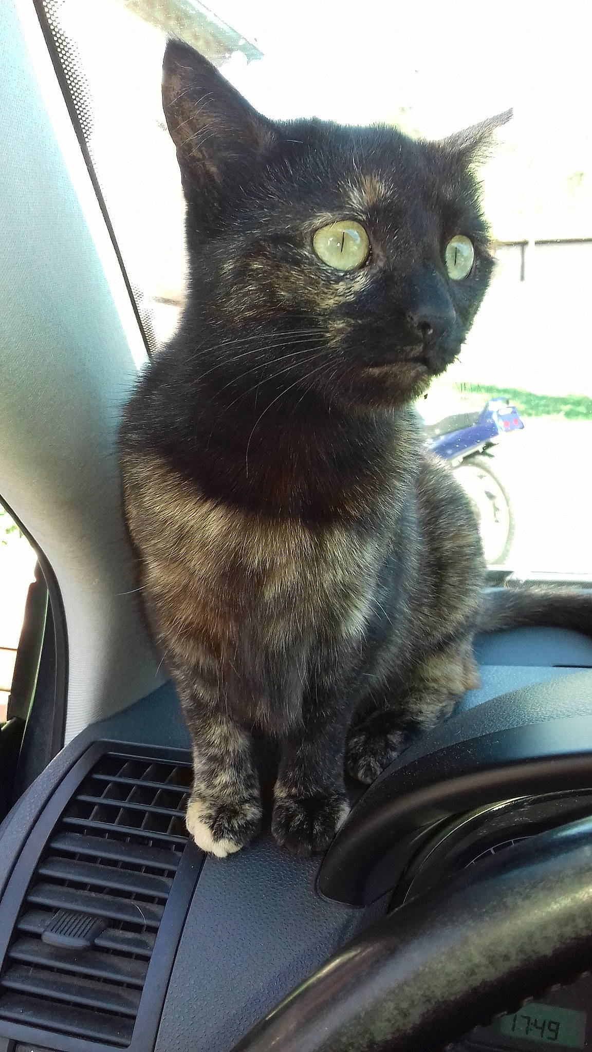 Sioue a rejoint le concours — aidez-le/la à gagner de superbes lots ! asian, black_cat, car, carnivore, cat, chartreux, domestic_short_haired_cat, european_shorthair, felidae, german_rex, korat, mammal, nebelung, polydactyl_cat, russian_blue, small_to_medium_sized_cats, snout, whiskers