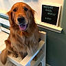 animal, bench, canine, cheeky, dog, domestic, floor, fur, golden_retriever, happy, household, indoor, mischievous, pet, portrait, seated, sign, smiling, tongue_out, wall