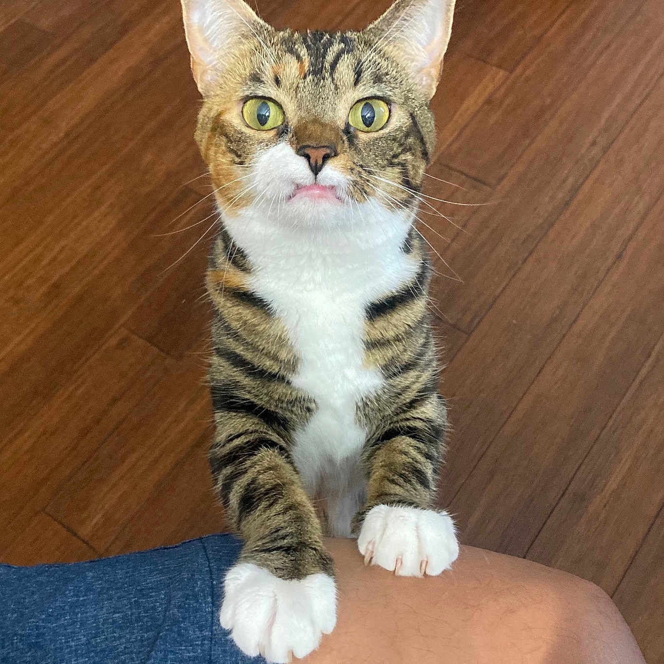 Precious joined the competition — help win amazing prizes! abyssinian, animal, cat, clothing, hair, hardwood, hosiery, indoors, interiordesign, kitten, manx, person, pet, skin, sock, stainedwood, wood