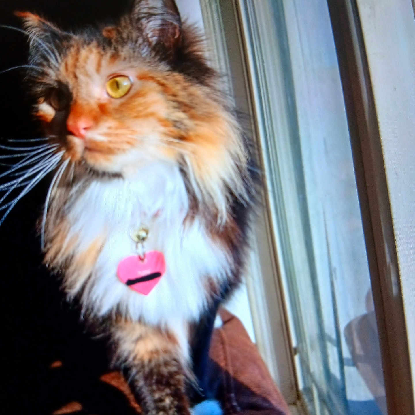 Hazel joined the competition — help win amazing prizes! abyssinian, accessories, animal, bodypart, cat, collar, couch, door, formalwear, furniture, homedecor, jewelry, kitten, manx, mouth, necklace, person, pet, tie, window