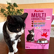 Pistache participe au concours pour gagner de l'argent avec cette photo : animal, black_and_white, box, cat, cat_food, close_up, curious, domestic_animal, feline, fur, illustration, indoor, kitten, leafy, pet, pink, plant, table, wooden_surface, young_cat