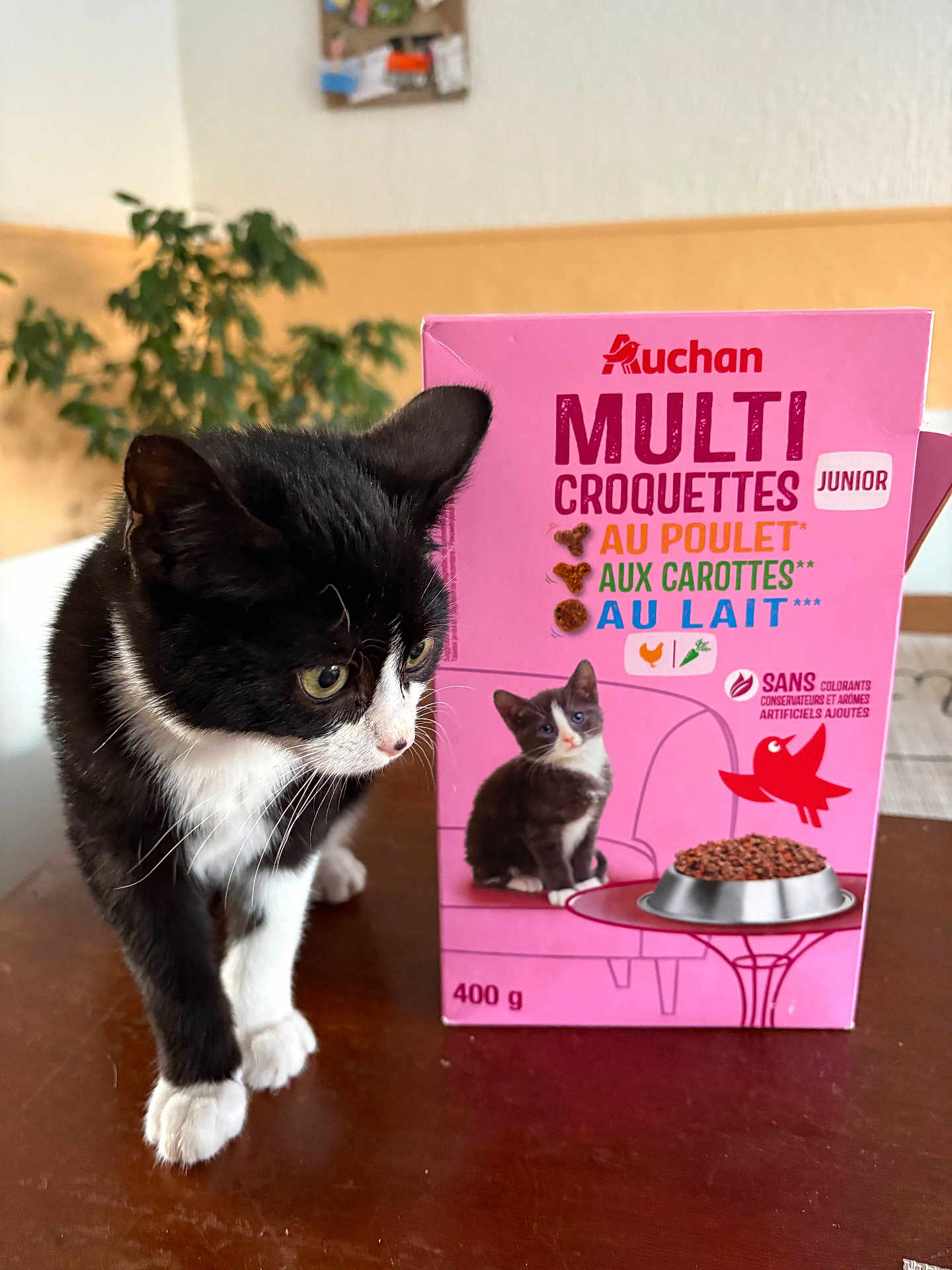 Pistache participe au concours pour gagner de l'argent avec cette photo : animal, black_and_white, box, cat, cat_food, close_up, curious, domestic_animal, feline, fur, illustration, indoor, kitten, leafy, pet, pink, plant, table, wooden_surface, young_cat