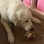 dog, white_fur, pet, large_breed, lying_down, carpet, chew_bone, toy, paw, nose, tongue, indoor, pink_storage_bins, cozy, close_up, furry, relaxed, home_interior, chewing, muzzle