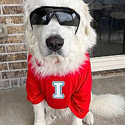 Bruce joined the competition — help win amazing prizes! dog, white_dog, large_breed, sunglasses, red_shirt, pet, portrait, fur, porch, brick_wall, paws, nose, muzzle, tail, sitting, accessory, window, reflection, outdoor, cute