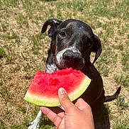 Xena joined the competition — help win amazing prizes! dog, black_dog, watermelon, watermelon_slice, hand_holding, grass, backyard, outdoor, summer, snack, close_up, nose, eyes, paw, sitting, sunlight, bite, eager, playful, human_hand