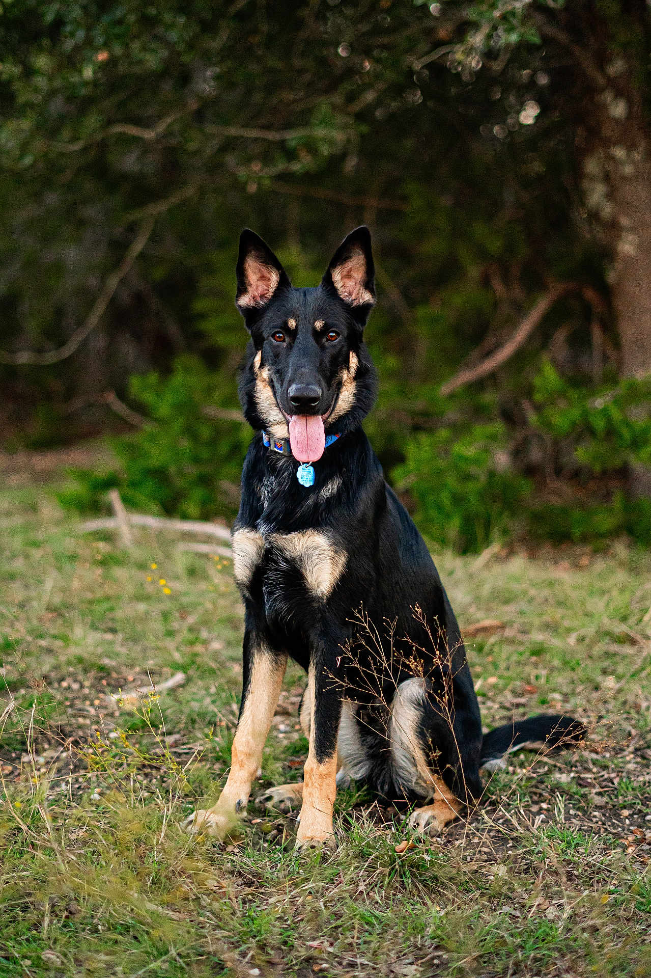 Koa is registered to the contest to win money with this photo: dog, german_shepherd, pet, animal, sitting, tongue_out, collar, id_tag, outdoor, grass, forest, portrait, upright_ears, attentive, brown_and_black, fur, paws, nature, ground, daylight
