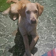 Joy joined the competition — help win amazing prizes! dog, pet, floor, marble_floor, paws, lying_down, crossed_paws, light_brown, indoor, shadow, animal, canine, relaxed, resting, fur, ears, tail, looking_at_camera, companion, domestic_animal