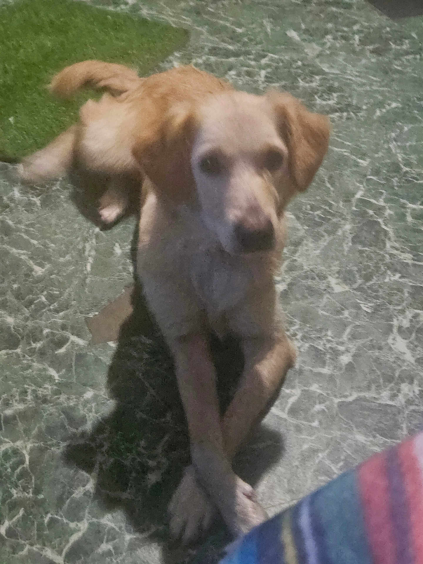 Joy joined the competition — help win amazing prizes! dog, pet, floor, marble_floor, paws, lying_down, crossed_paws, light_brown, indoor, shadow, animal, canine, relaxed, resting, fur, ears, tail, looking_at_camera, companion, domestic_animal