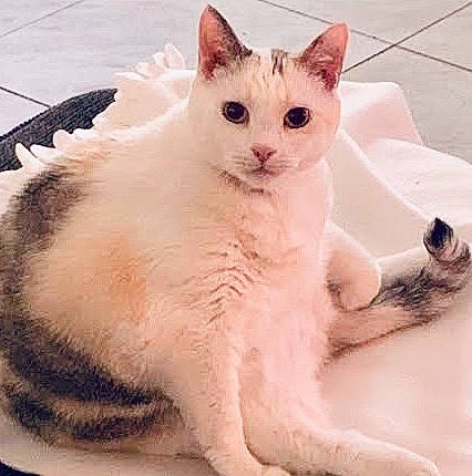 Nala joined the competition — help win amazing prizes! carnivore, cat, claw, comfort, domestic_short_haired_cat, drinkware, felidae, fur, paw, sitting, small_to_medium_sized_cats, snout, tail, terrestrial_animal, whiskers, window