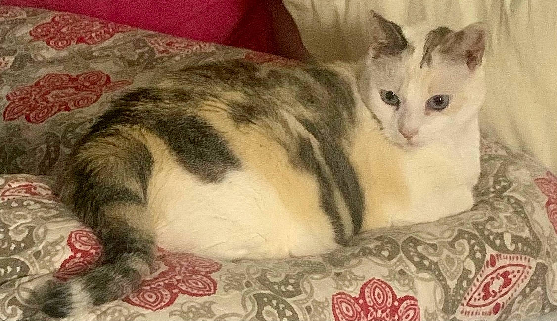 Nala joined the competition — help win amazing prizes! carnivore, cat, cat_supply, comfort, domestic_short_haired_cat, felidae, fur, paw, pet_supply, small_to_medium_sized_cats, snout, tail, whiskers