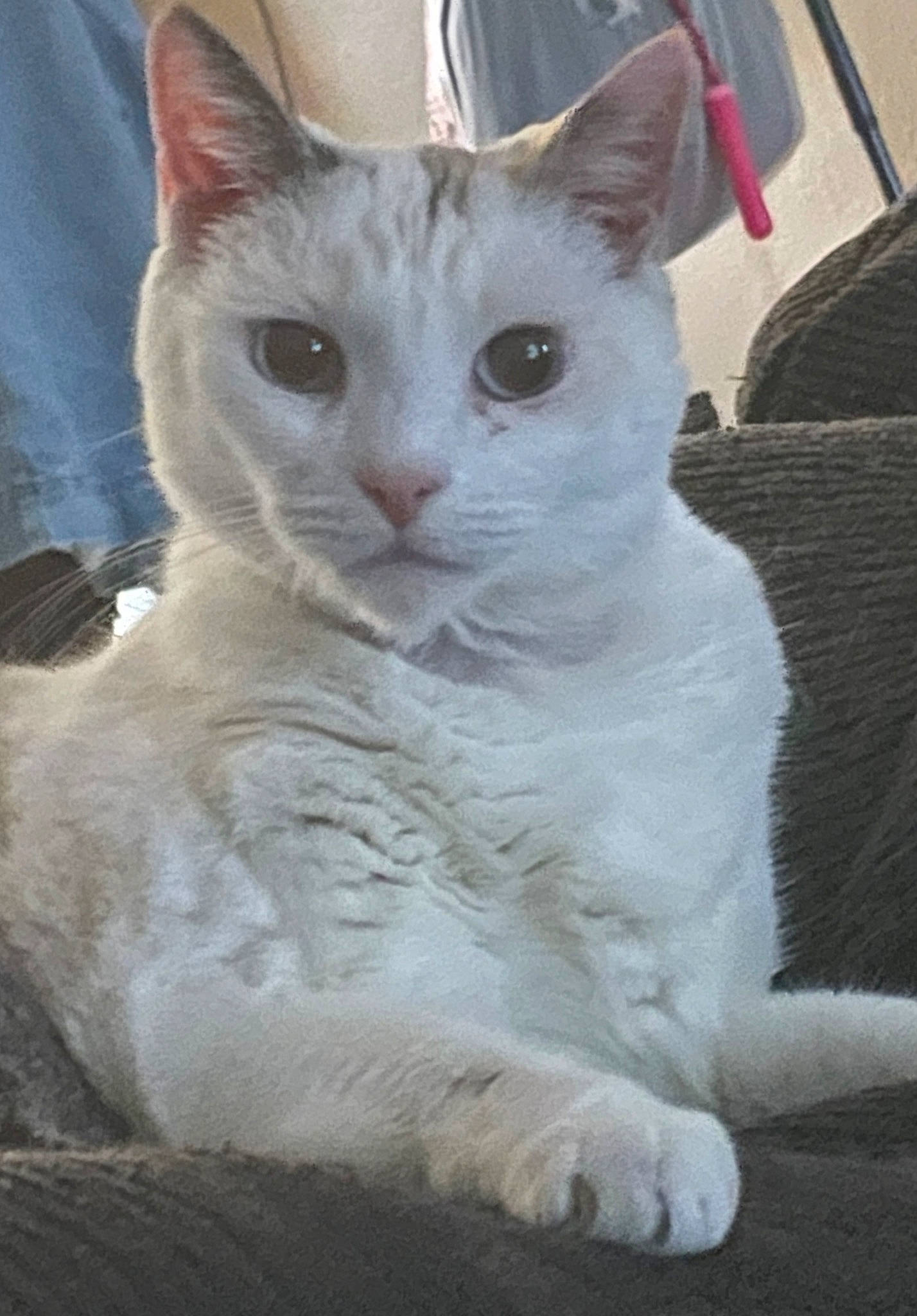 Nala joined the competition — help win amazing prizes! carnivore, cat, claw, domestic_short_haired_cat, eye, fawn, felidae, fur, paw, small_to_medium_sized_cats, snout, tail, terrestrial_animal, whiskers, window