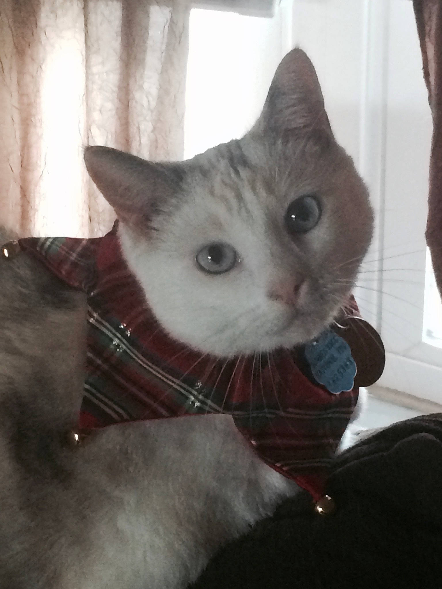 Nala joined the competition — help win amazing prizes! box, carnivore, cat, cat_supply, comfort, domestic_short_haired_cat, ear, fawn, felidae, fur, paw, pet_supply, small_to_medium_sized_cats, snout, tail, whiskers, wood