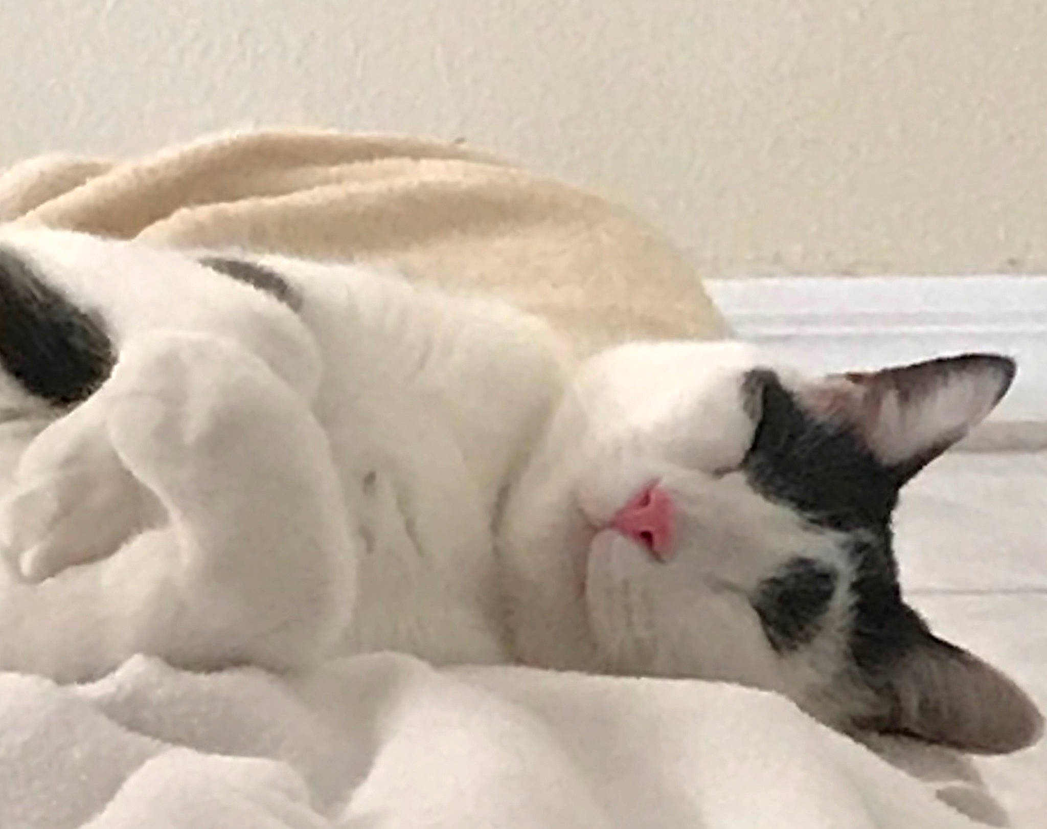 Kenji is registered to the contest to win money with this photo: carnivore, cat, claw, comfort, domestic_short_haired_cat, fang, felidae, fur, nap, paw, sleep, small_to_medium_sized_cats, snout, snow, tail, terrestrial_animal, whiskers