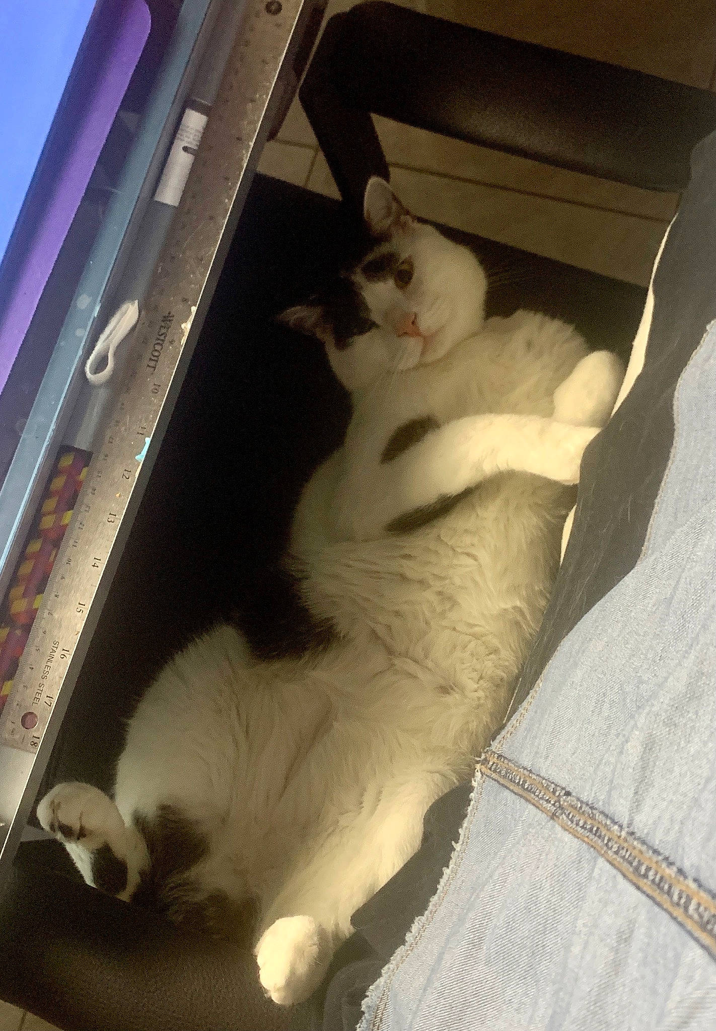 Kenji joined the competition — help win amazing prizes! box, carnivore, cat, comfort, domestic_short_haired_cat, felidae, fur, lap, metal, nap, paw, room, small_to_medium_sized_cats, tail, tints_and_shades, whiskers, window, wood