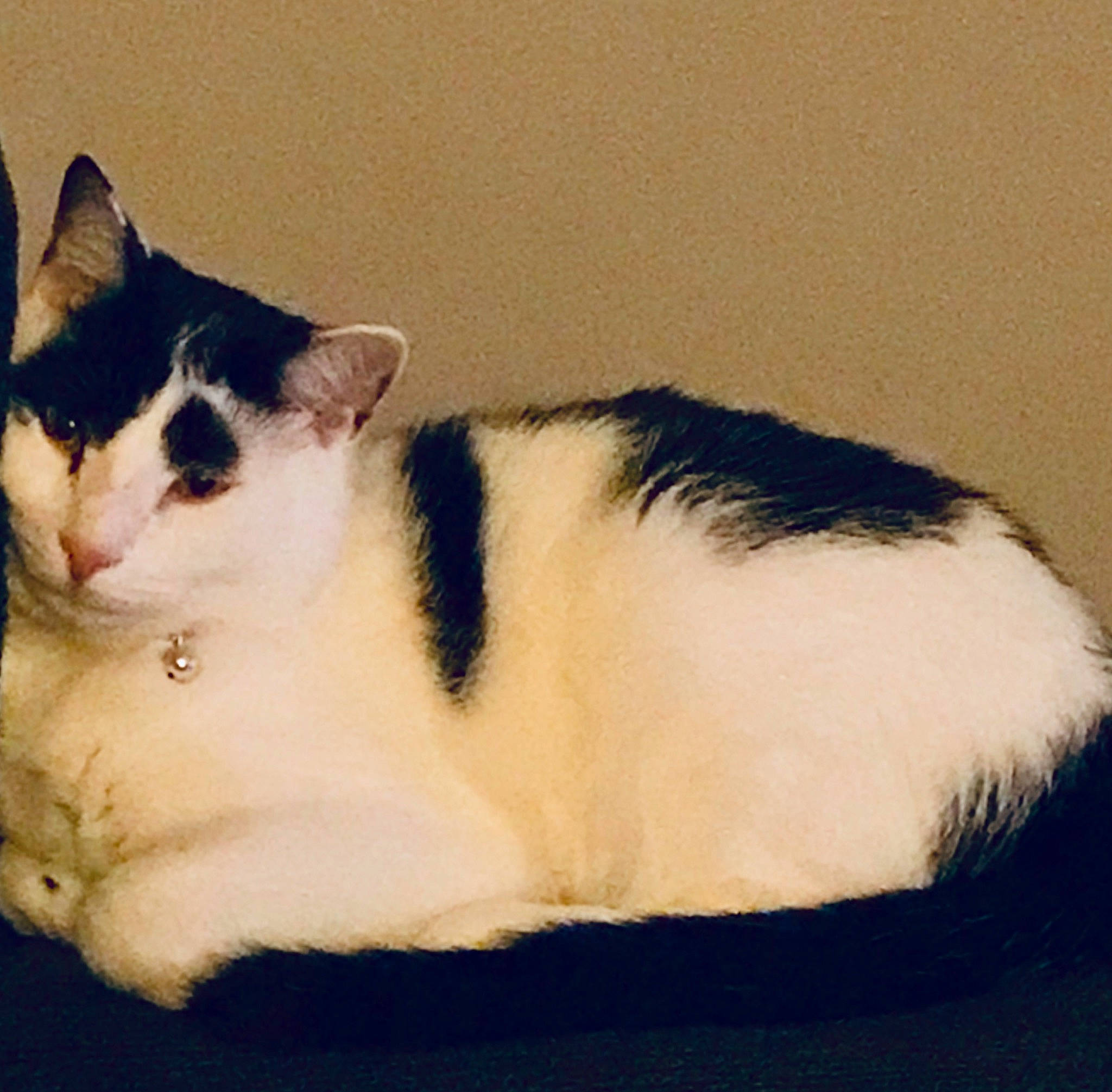 Kenji joined the competition — help win amazing prizes! art, carnivore, cat, comfort, domestic_short_haired_cat, felidae, fur, paw, sitting, small_to_medium_sized_cats, snout, tail, whiskers, wood