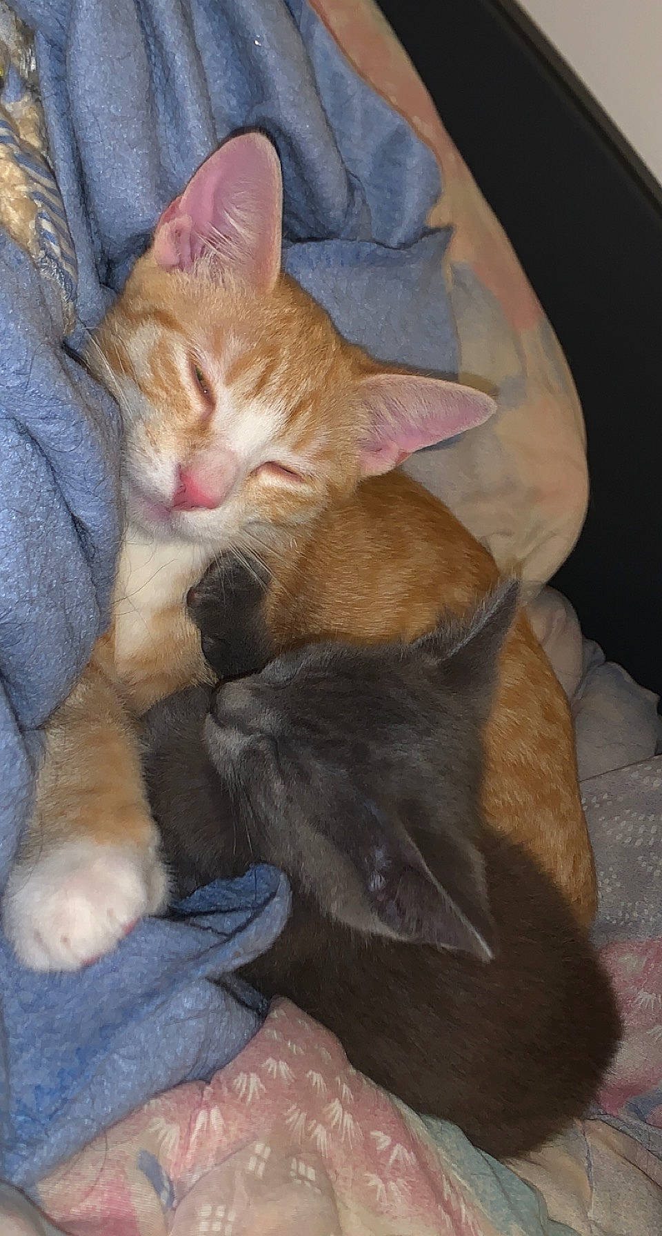 Tigrou Et Lupin participe au concours pour gagner de l'argent avec cette photo : carnivore, cat, claw, comfort, companion_dog, domestic_short_haired_cat, fawn, felidae, foot, fur, human_leg, lap, linens, nap, paw, sitting, small_to_medium_sized_cats, snout, tail, whiskers