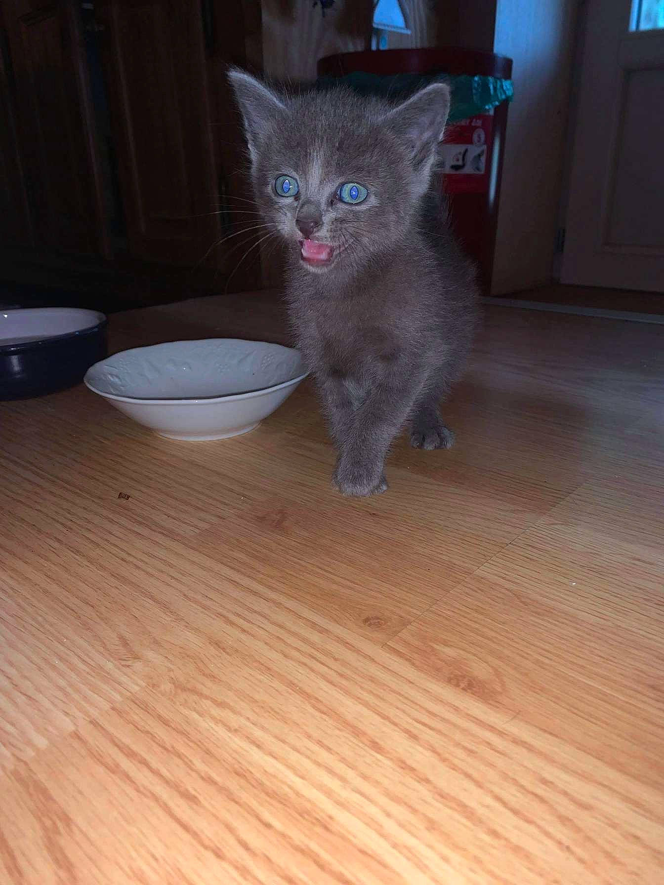 Tigrou Et Lupin a rejoint le concours — aidez-le/la à gagner de superbes lots ! carnivore, cat, domestic_short_haired_cat, fawn, felidae, floor, flooring, fur, grey, hardwood, laminate_flooring, russian_blue, serveware, small_to_medium_sized_cats, tail, varnish, whiskers, wood, wood_flooring, wood_stain